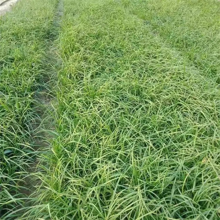 青绿苔草杯苗容器苗