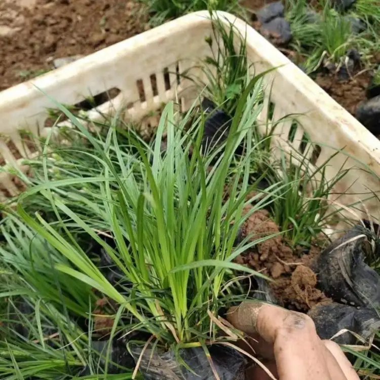 青绿苔草杯苗容器苗