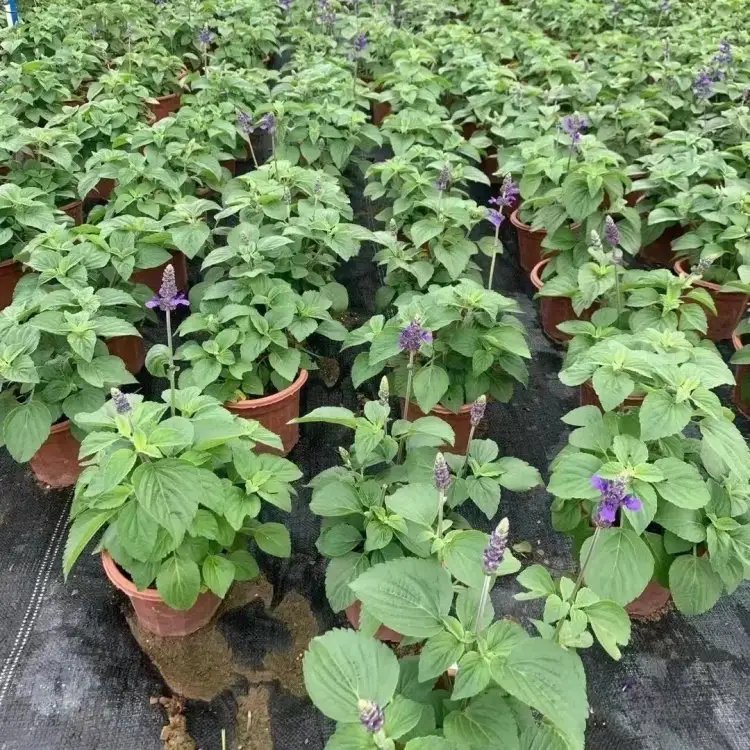萨利<a href='https://www.lvbad.com/caohuazhongzi/1044.html' target='_blank'>芳香鼠尾草</a>杯苗容器苗