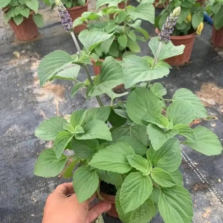 萨利芳香<a href='https://www.lvbad.com/caohuazhongzi/1626.html' target='_blank'>鼠尾草</a>杯苗容器苗