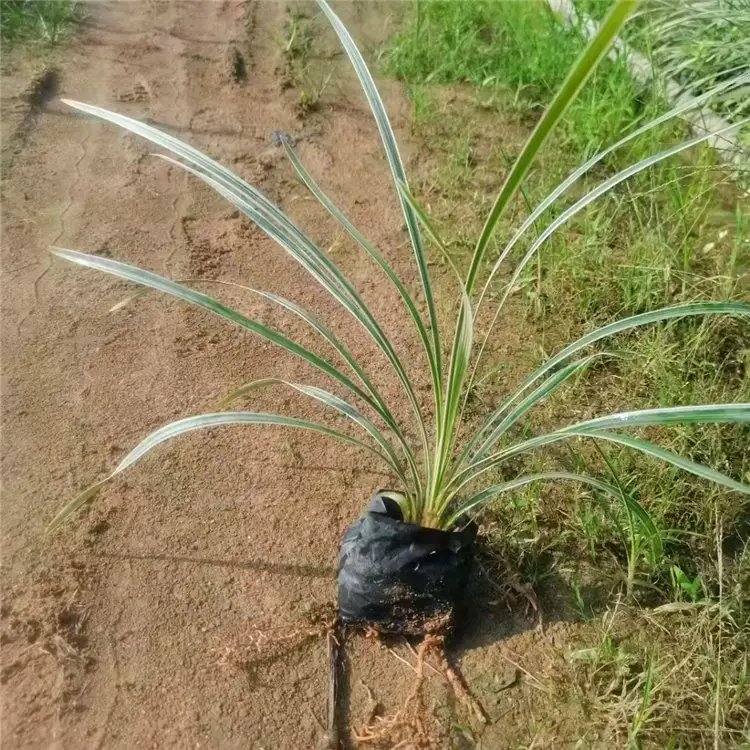 山管兰杯苗容器苗