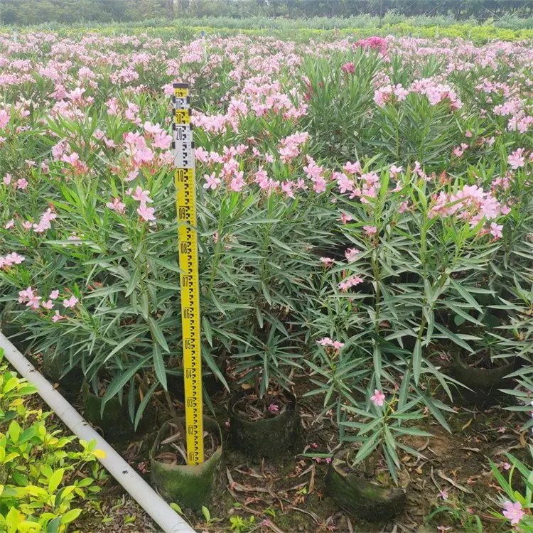 夹竹桃杯苗容器苗