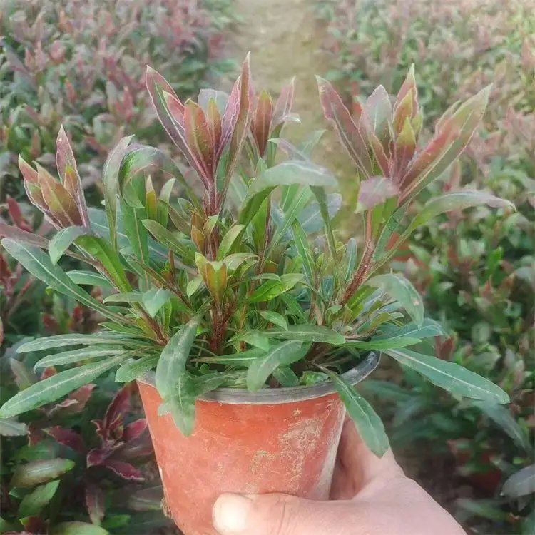 <a href='https://www.lvbad.com/guoshuzhongzi/2185.html' target='_blank'>山桃</a>草杯苗容器苗