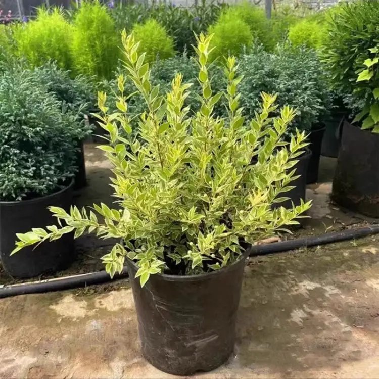 花叶香桃木杯苗容器苗