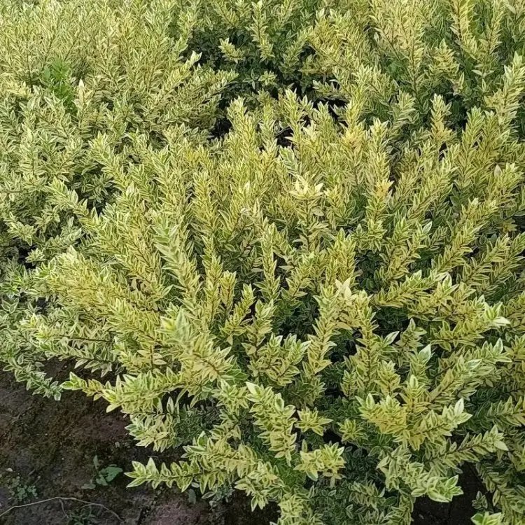 花叶香桃木杯苗容器苗