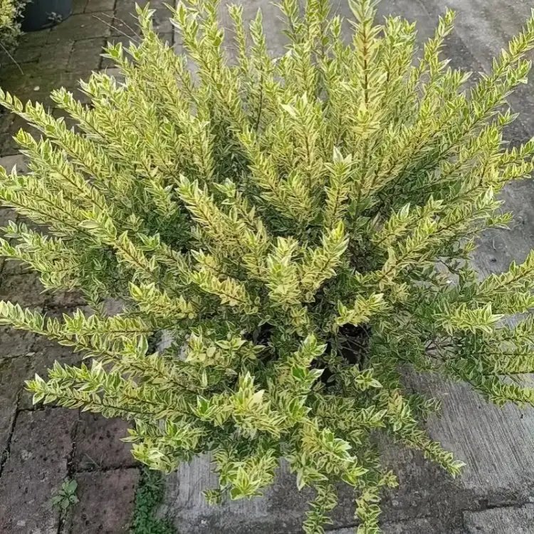 花叶香桃木杯苗容器苗