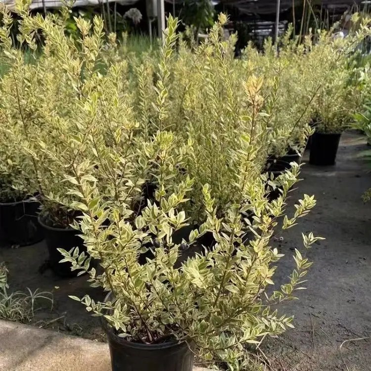花叶香桃木杯苗容器苗
