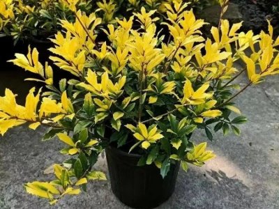 黄金枸骨