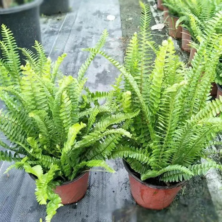 肾蕨杯苗容器苗