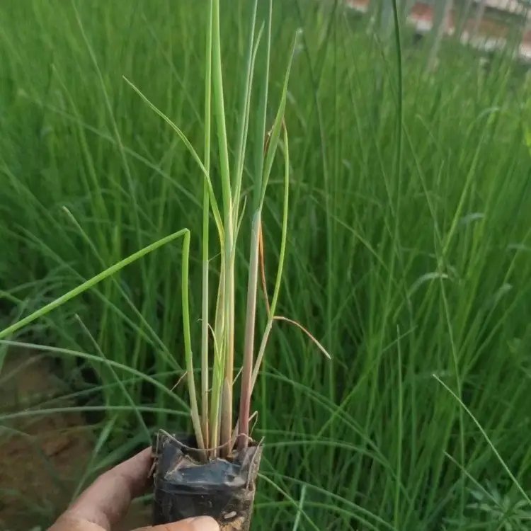 <a href='https://www.lvbad.com/shuishengshuicao/3432.html' target='_blank'>水葱</a>杯苗容器苗