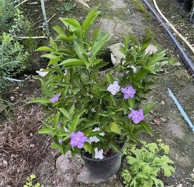 双色茉莉杯苗容器苗