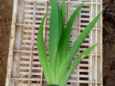 水生鸢尾