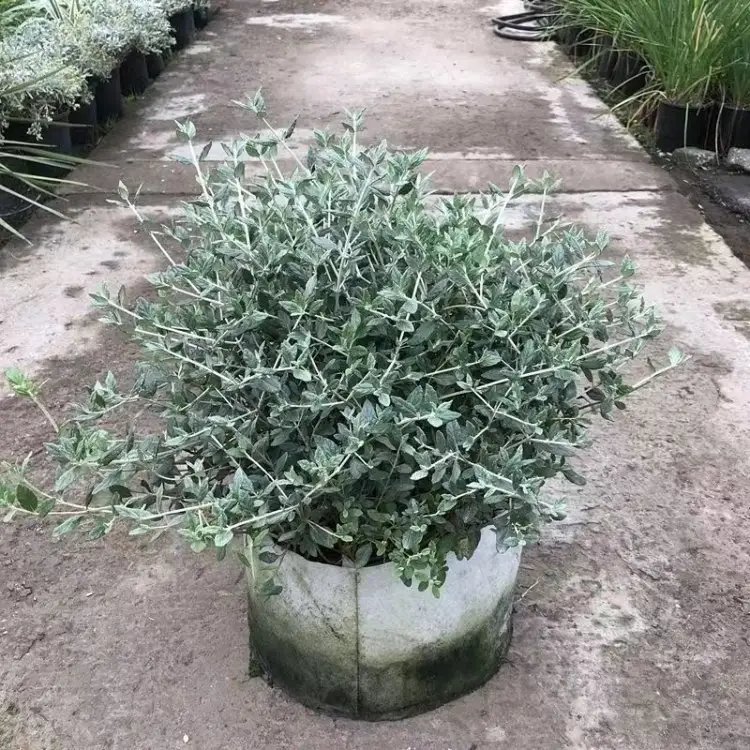 水果兰杯苗容器苗