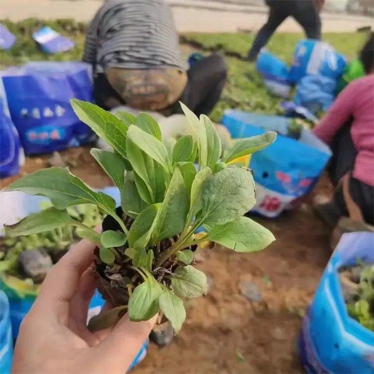 <a href='https://www.lvbad.com/caohuazhongzi/16047.html' target='_blank'>松果菊</a>杯苗容器苗