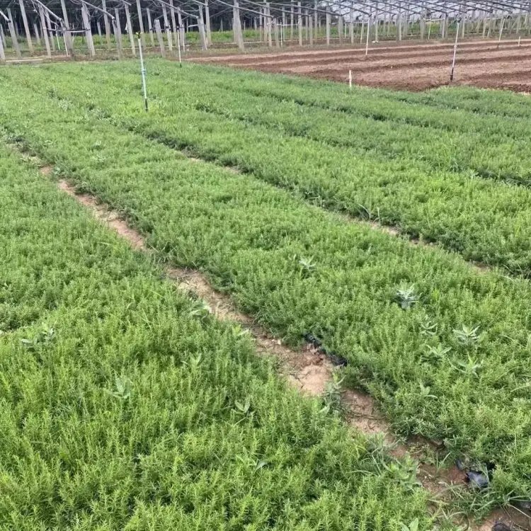 宿根福禄考杯苗容器苗