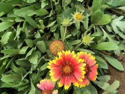 宿根天人菊