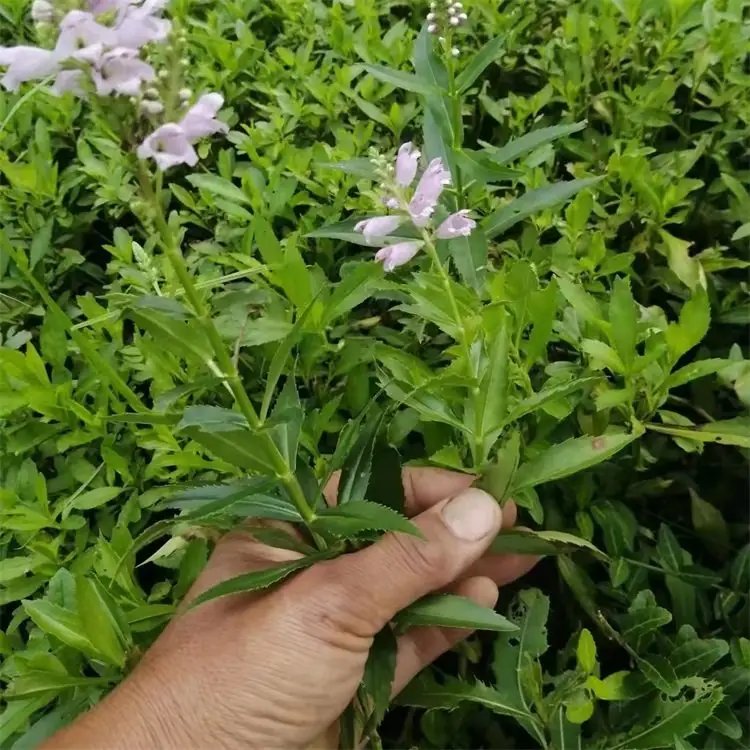 随意草杯苗容器苗