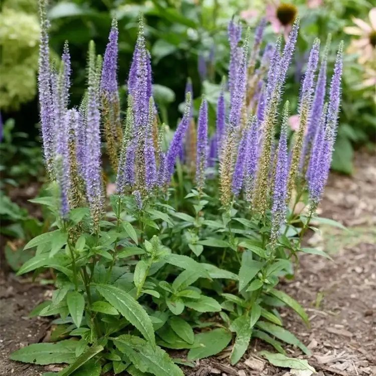 穗花婆婆纳杯苗容器苗