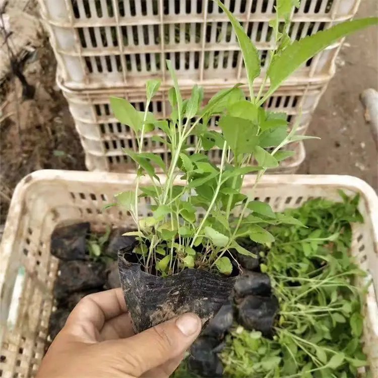 穗花婆婆纳杯苗容器苗