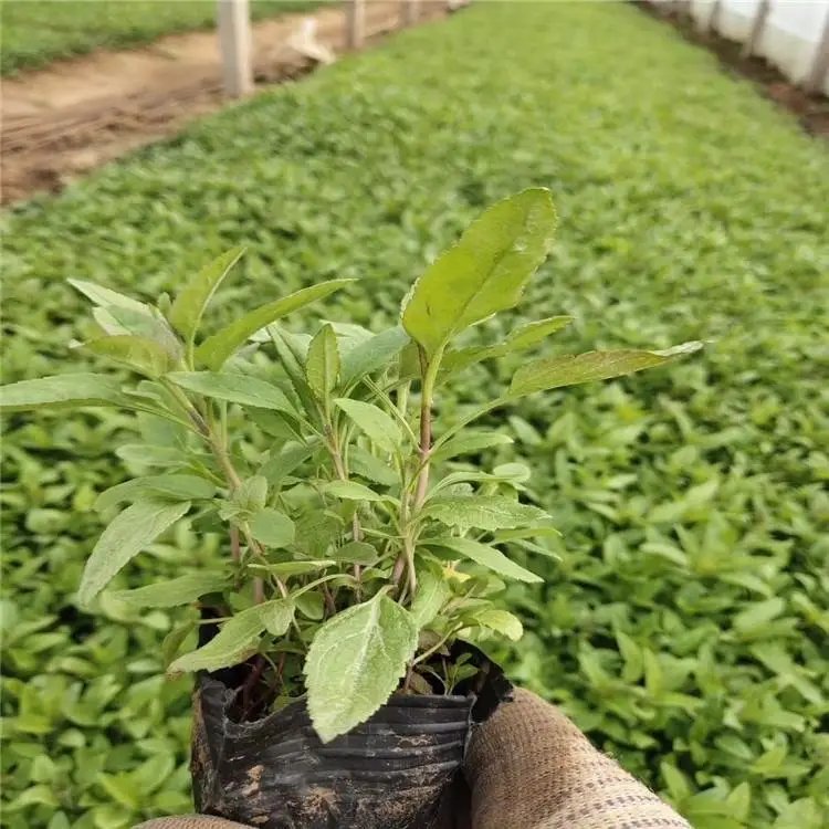 穗花婆婆纳杯苗容器苗