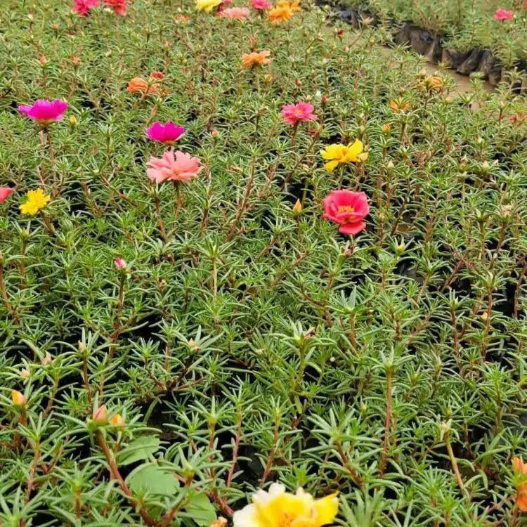 <a href='https://www.lvbad.com/caohuazhongzi/16045.html' target='_blank'>太阳花</a>杯苗容器苗