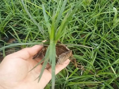 沿阶草