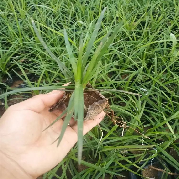 <a href='https://www.lvbad.com/caobenzhiwu/3396.html' target='_blank'>沿阶草</a>杯苗容器苗
