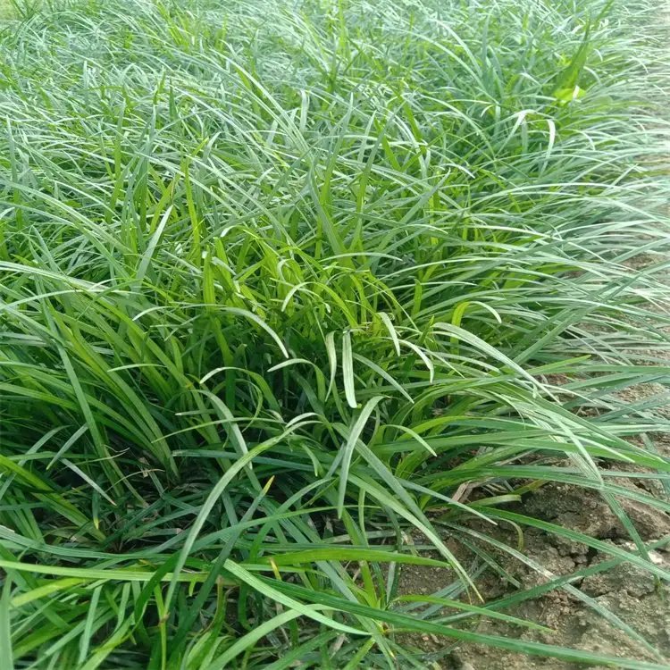 沿阶草杯苗容器苗