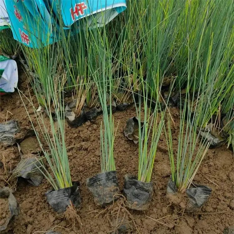 灯心草杯苗容器苗