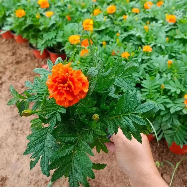 <a href='https://www.lvbad.com/caohuazhongzi/1631.html' target='_blank'>万寿菊</a>杯苗容器苗
