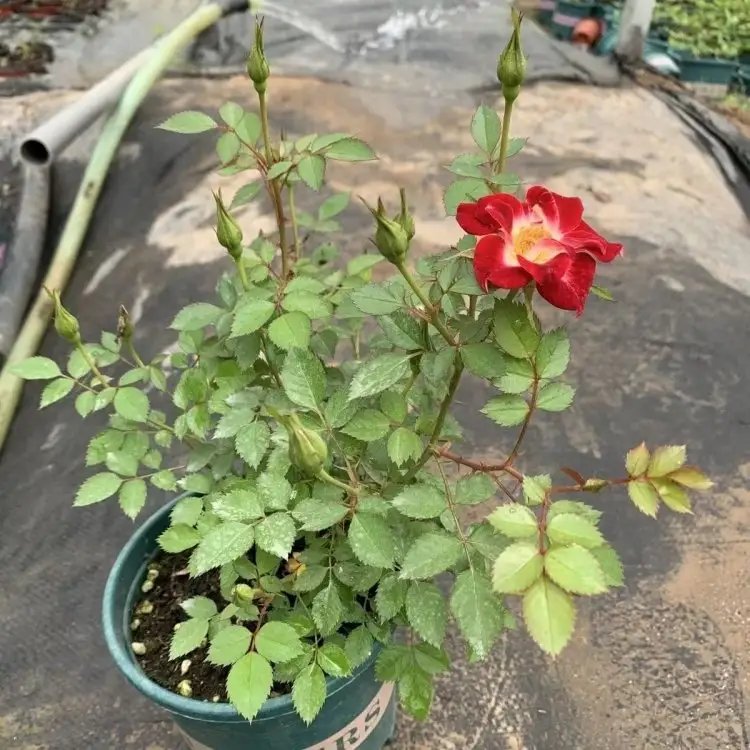 微型<a href='https://www.lvbad.com/tengbenpanyuanzhiwu/3570.html' target='_blank'>月季</a>杯苗容器苗