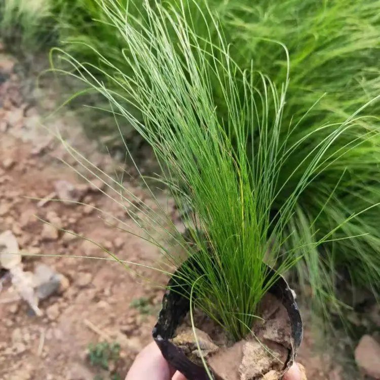 细叶针茅杯苗容器苗