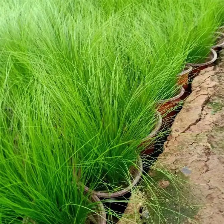 细叶针茅杯苗容器苗