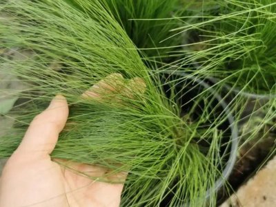 细叶针茅