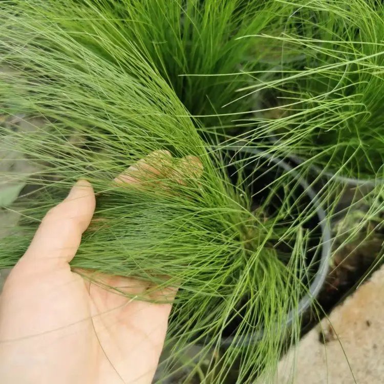 细叶针茅杯苗容器苗