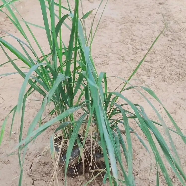 卡尔拂子茅杯苗容器苗