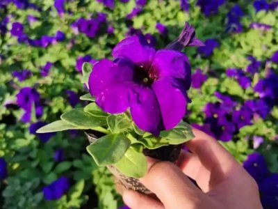 蓝色牵牛花