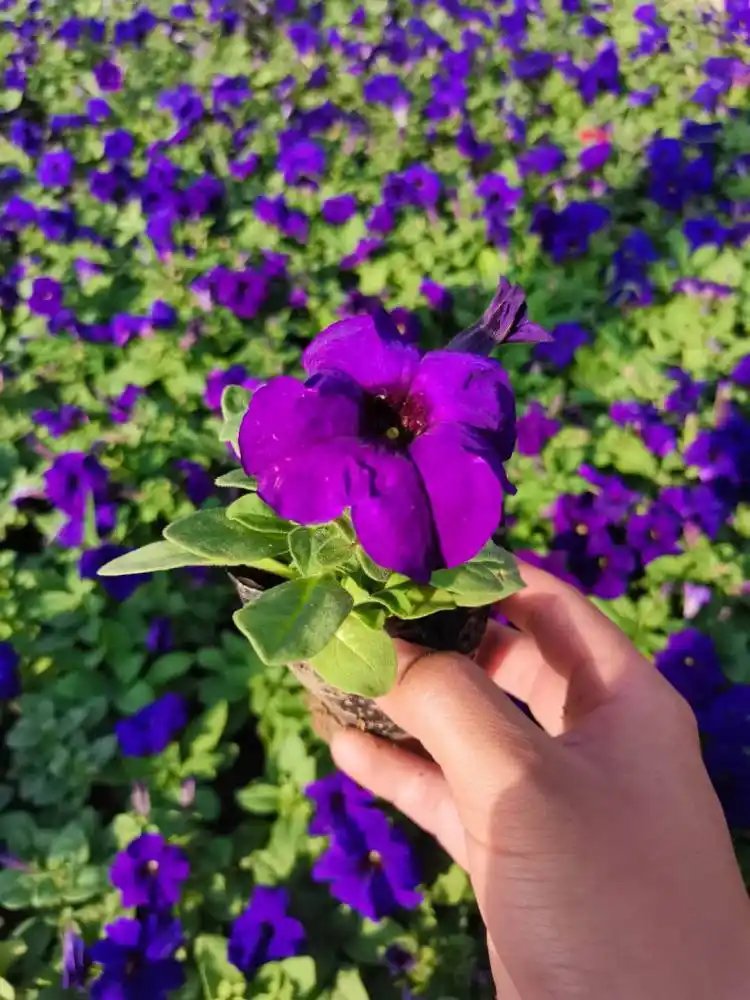 蓝色<a href='https://www.lvbad.com/caohuazhongzi/1613.html' target='_blank'>牵牛花</a>杯苗容器苗