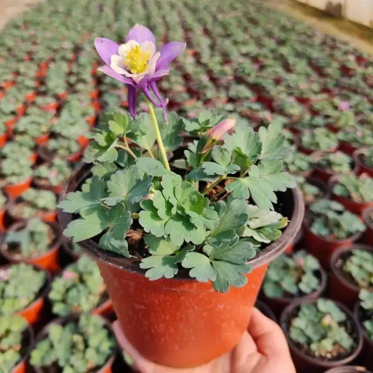 耧斗菜杯苗容器苗