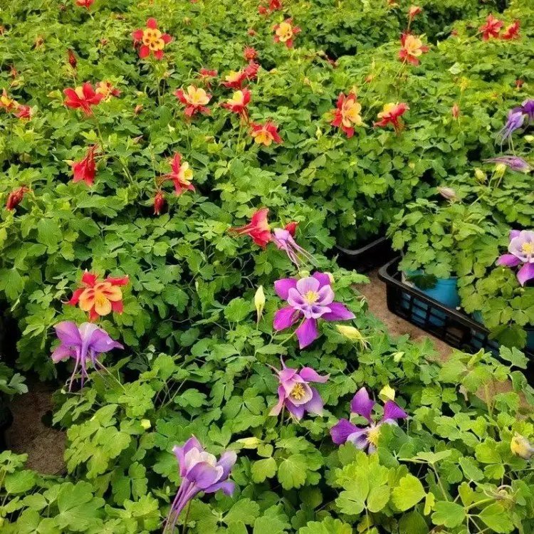 耧斗菜杯苗容器苗