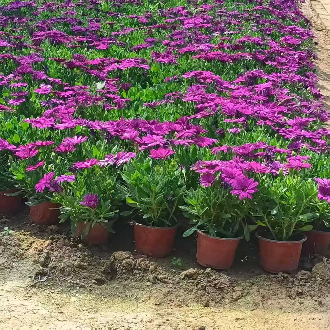 <a href='https://www.lvbad.com/caohuazhongzi/1047.html' target='_blank'>非洲万寿菊</a>.jpg