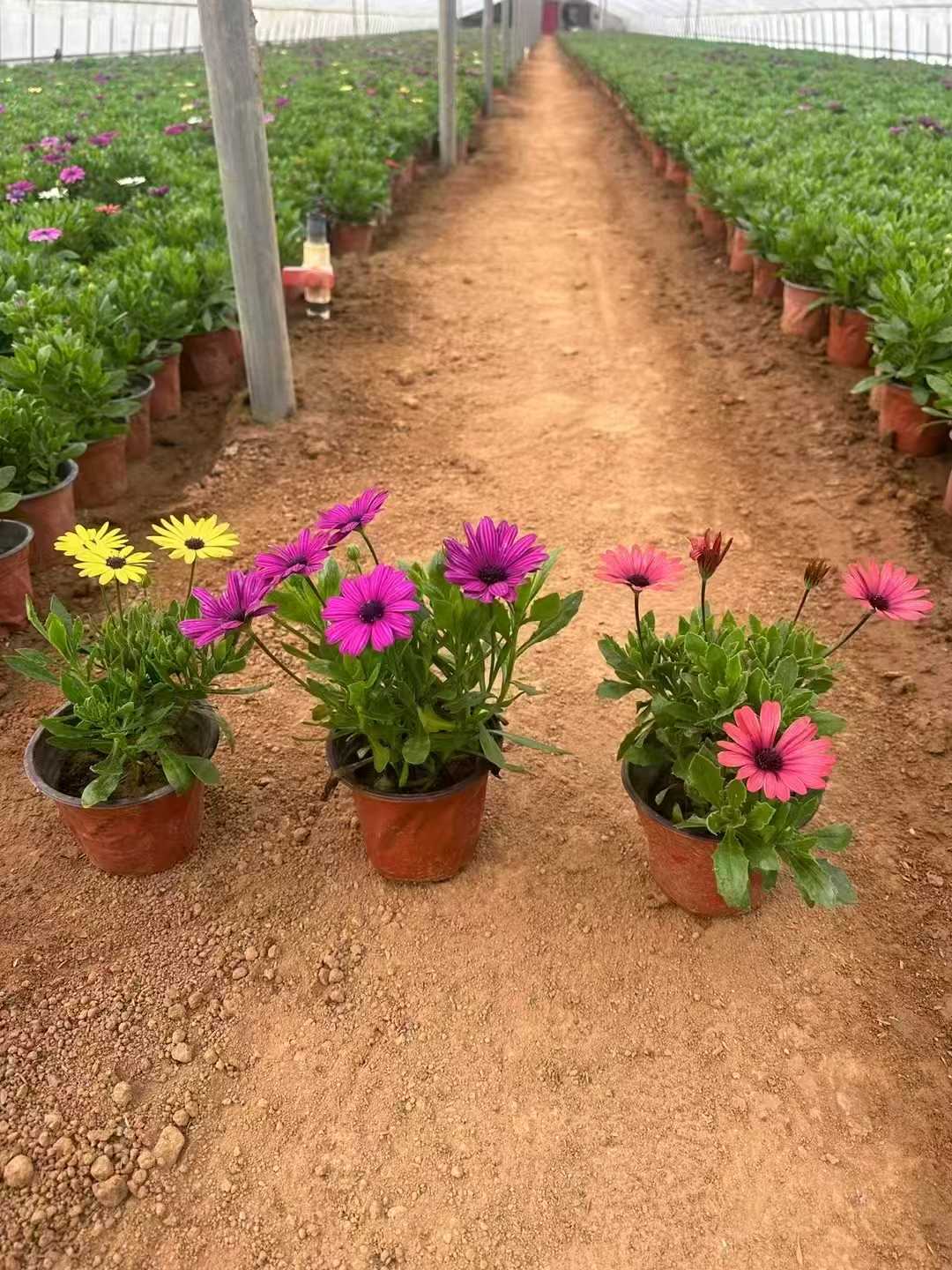 <a href='https://www.lvbad.com/caohuazhongzi/1047.html' target='_blank'>非洲万寿菊</a>4.jpg