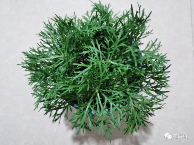 金叶莸