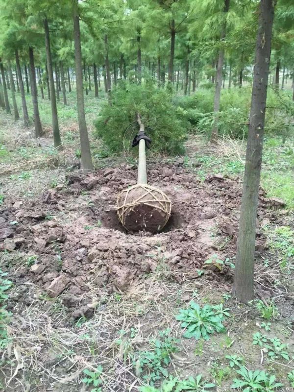 池杉图片池杉基地实拍