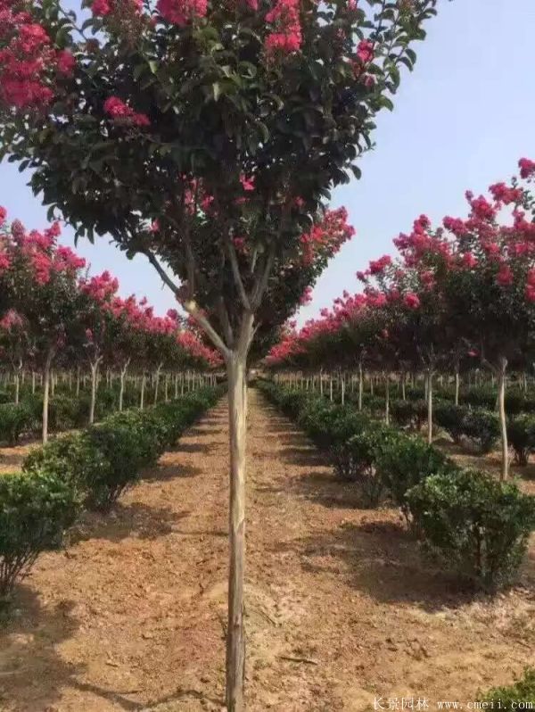 紫薇树图片基地实拍