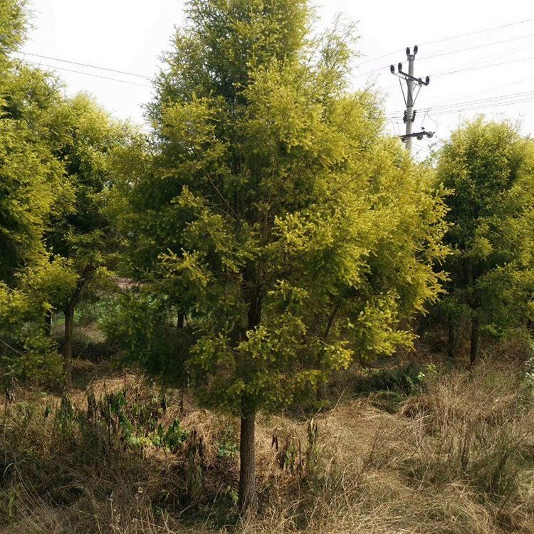 黄金香柳 来自绿宝园林