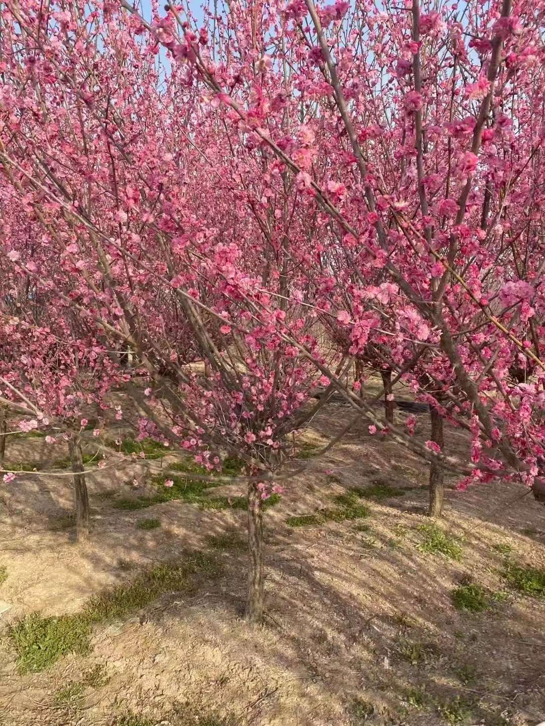 红梅树苗什么时候栽好