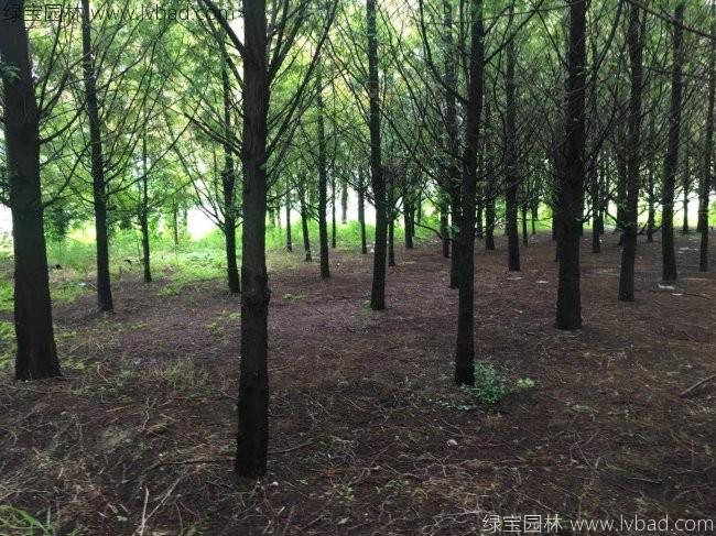 <a href='https://www.lvbad.com/xingdaoshu/3590.html' target='_blank'>水杉树</a>