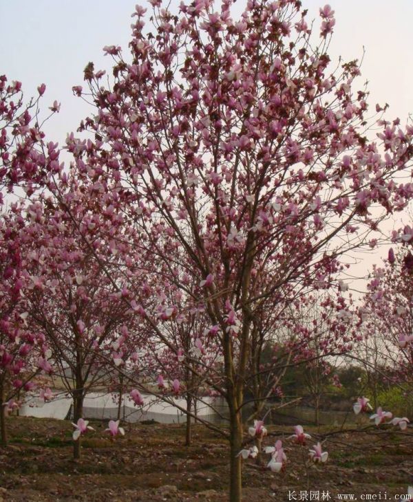 <a href='https://www.lvbad.com/xingdaoshu/3378.html' target='_blank'>红玉兰</a>图片<a href='https://www.lvbad.com/xingdaoshu/3378.html' target='_blank'>红玉兰</a>基地实拍