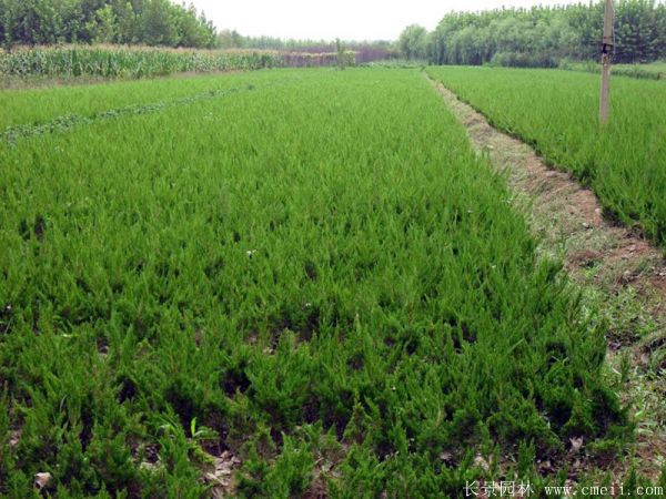 小<a href='https://www.lvbad.com/songbailei/3479.html' target='_blank'>龙柏</a>图片基地实拍